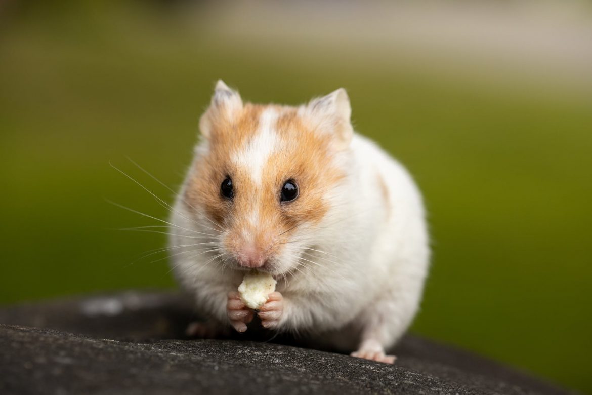 close up photo of cute hamster