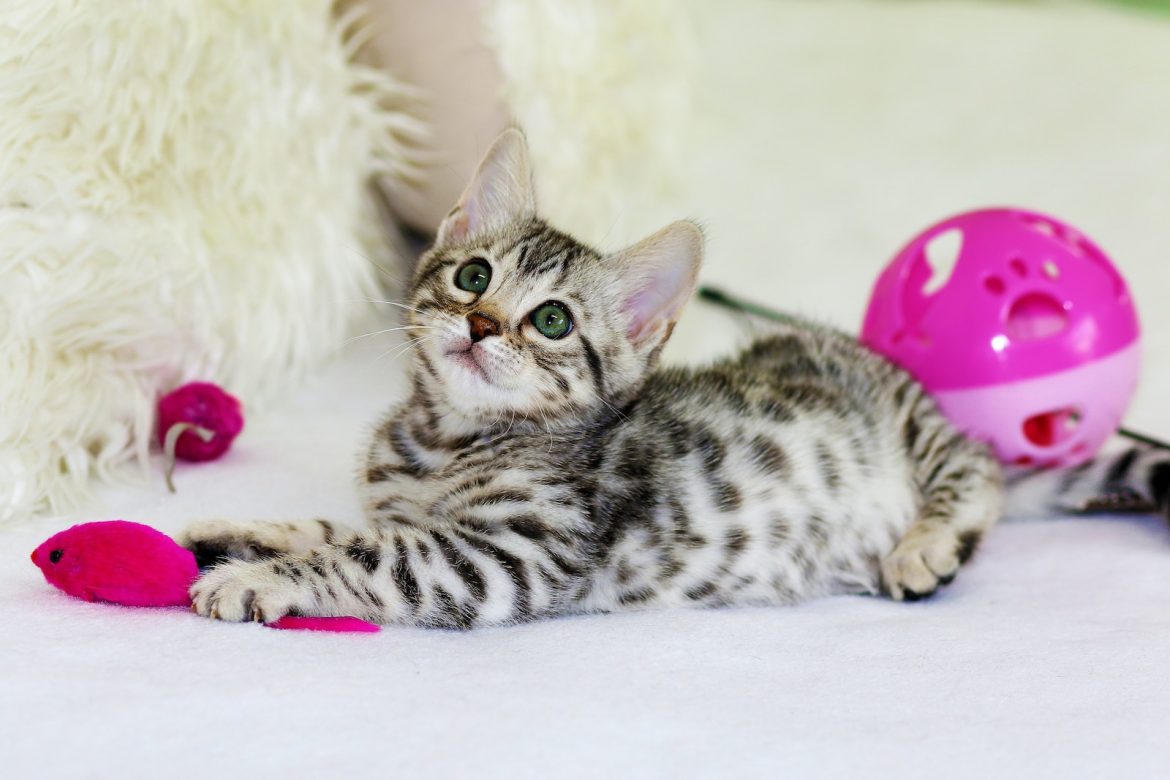 Photo by Kim Davies gray kitten sitting on floor