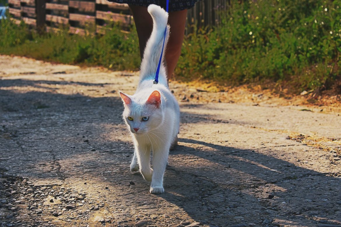 short fur white cat walking with person on road