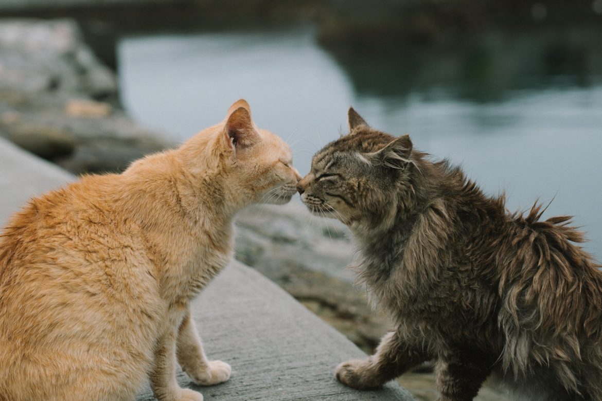 langage du chats langage du chats