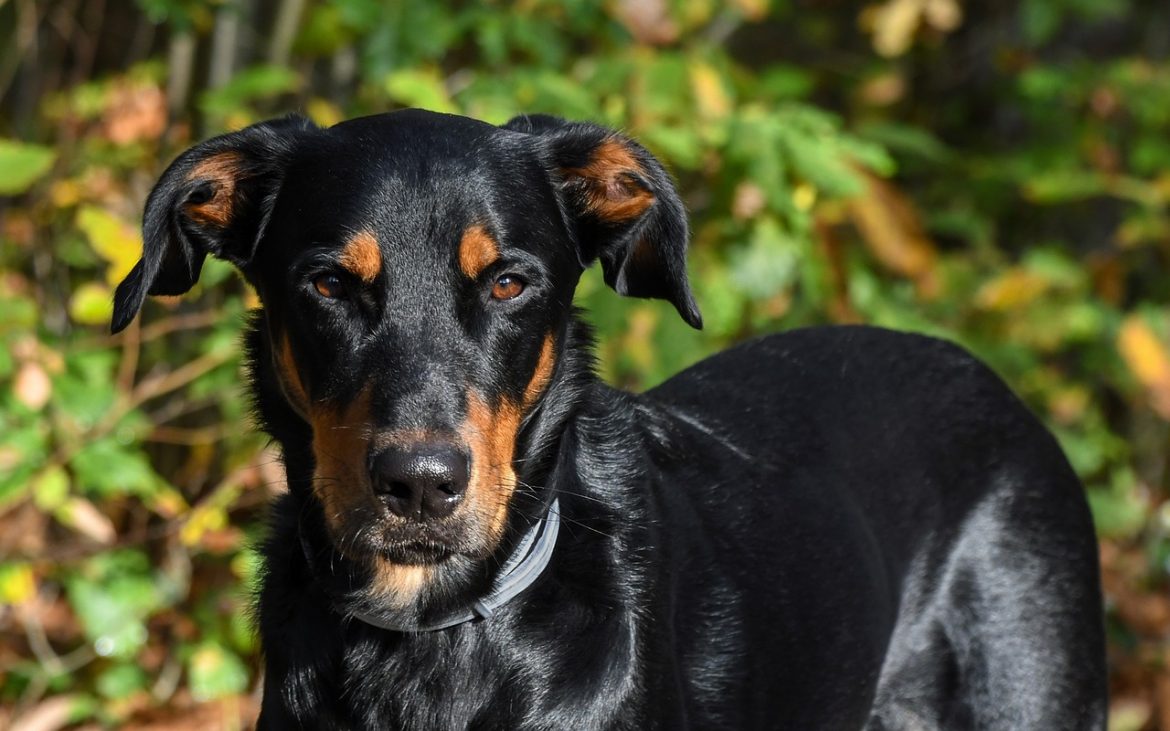 beauceron adopter