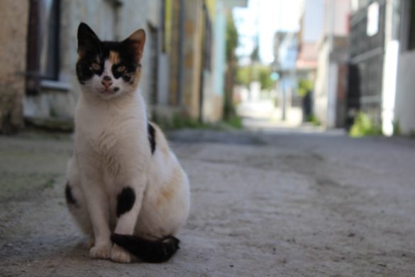 chat de gouttière