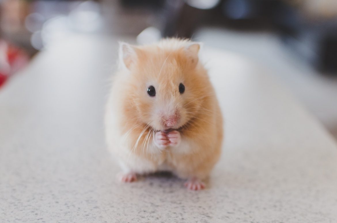 adopter et apprivoiser un hamster