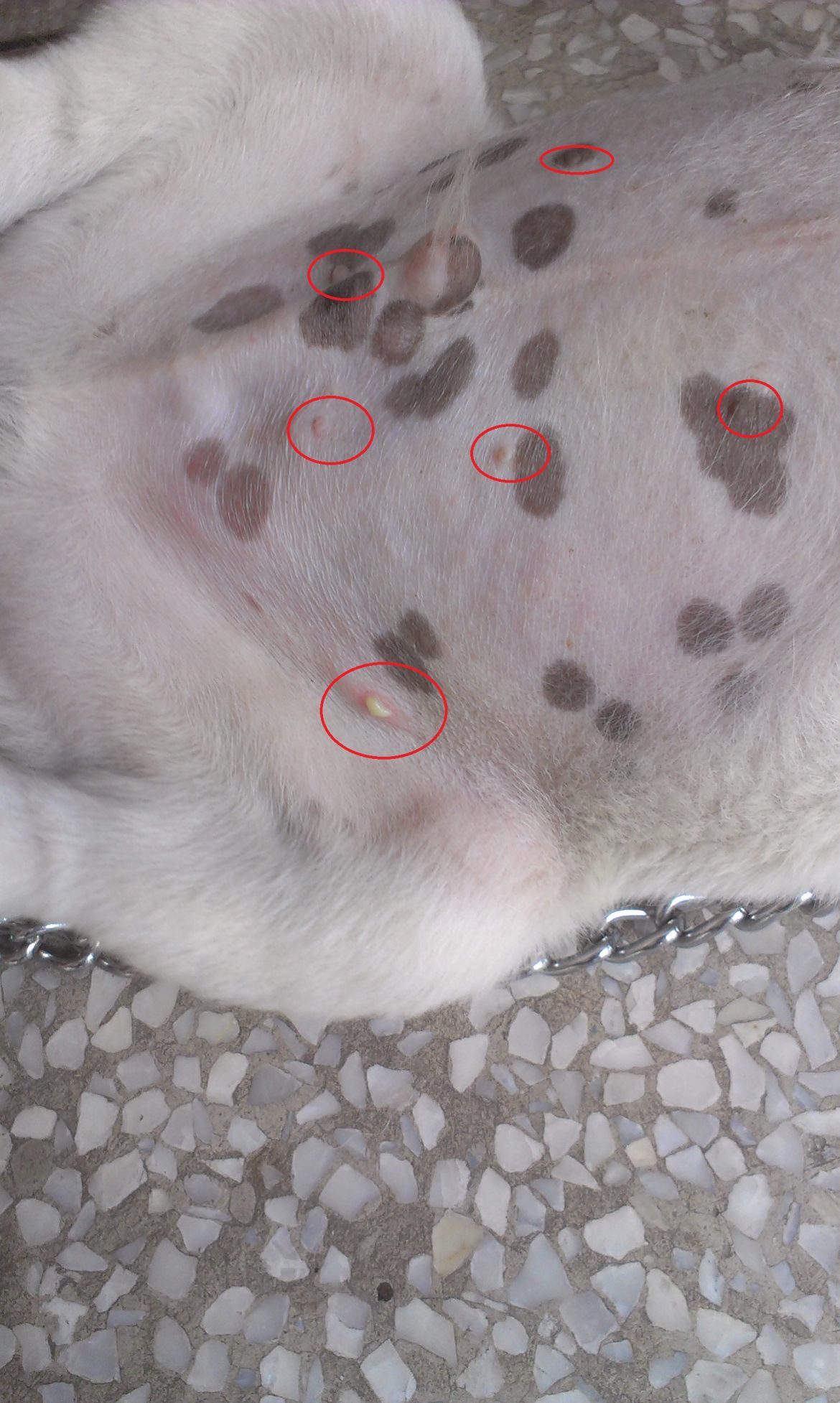 abcès chez le chien