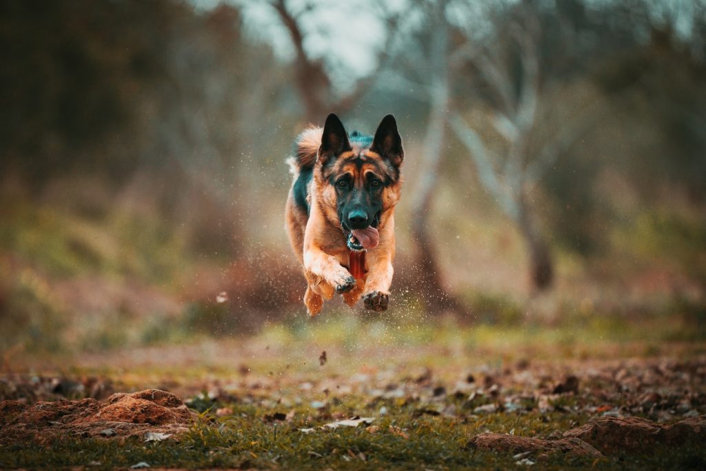 Berger Allemand à Poil Court