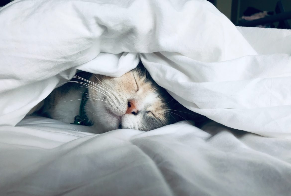 Protéger Votre Chat Protéger Votre Chat