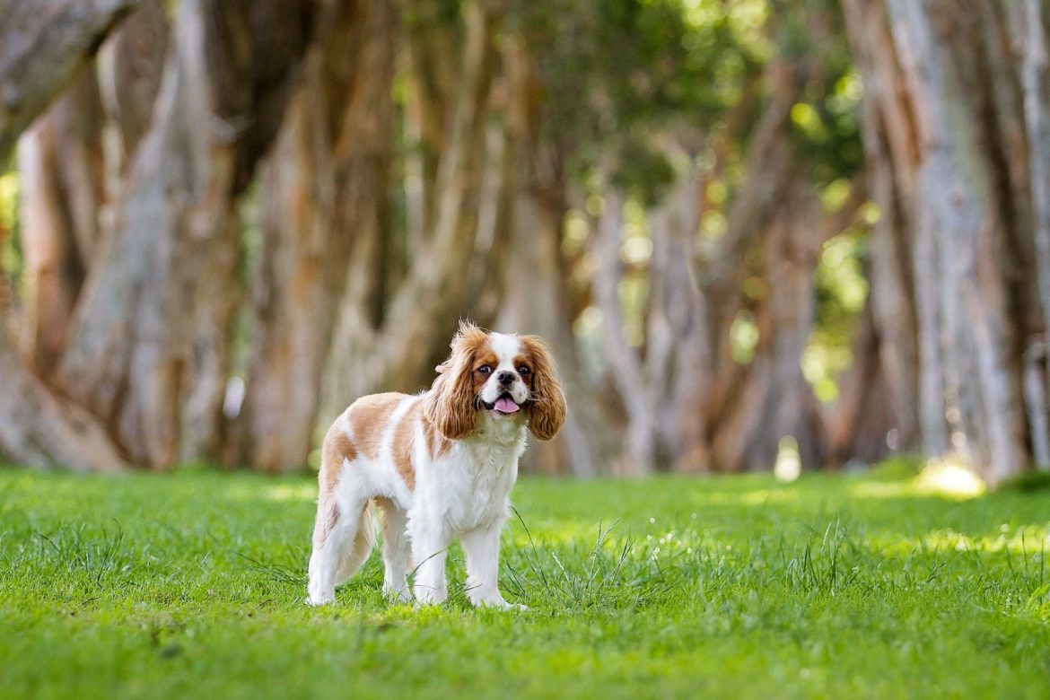 Cavalier King Charles