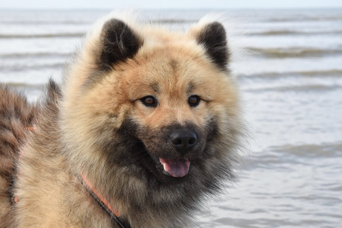 Eurasier est intelligent
