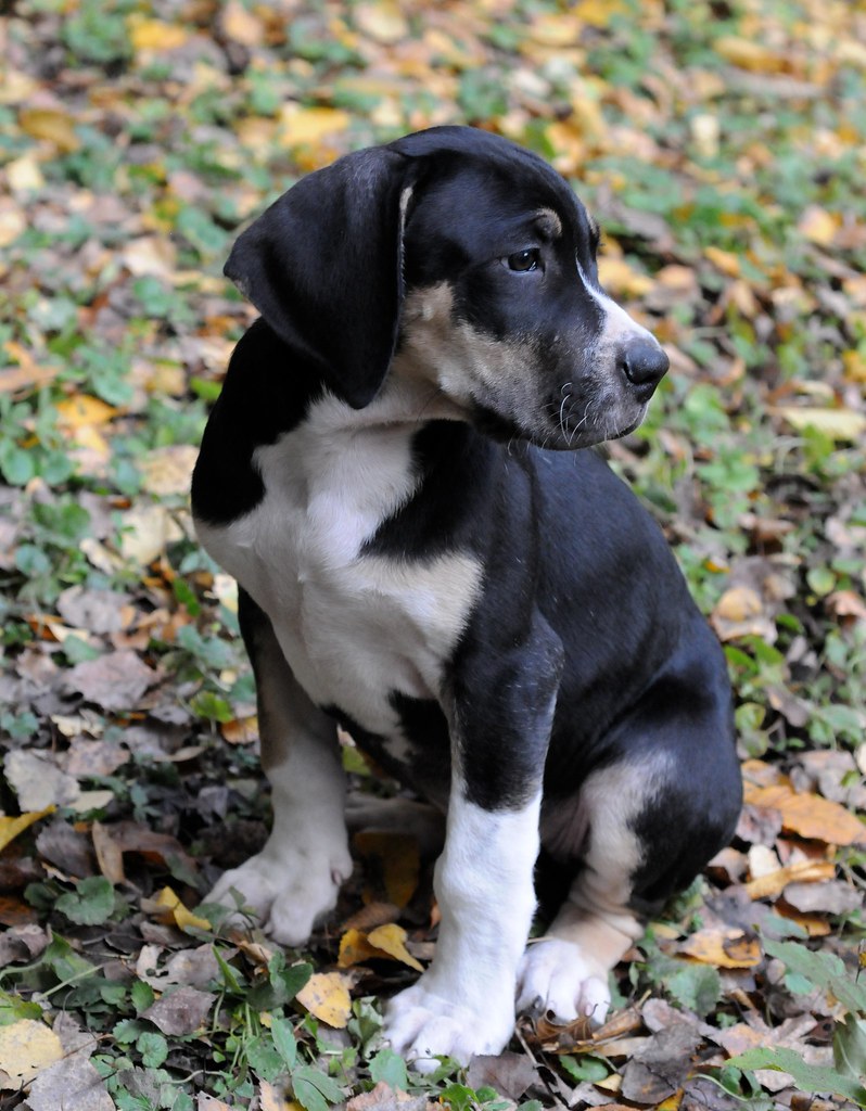 Chiot dogue allemand 