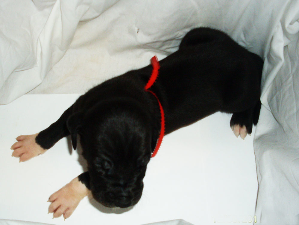 chiot dogue allemand