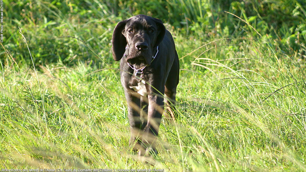 dogue allemand