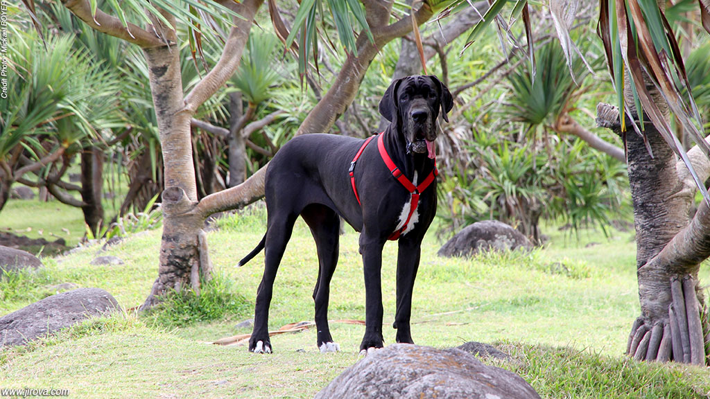 dogue allemand