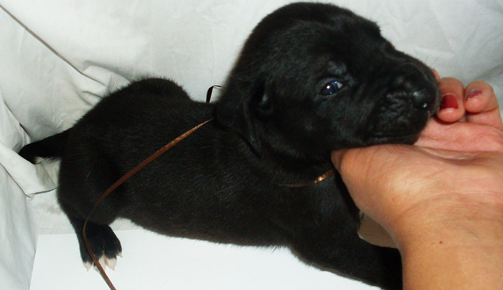 chiot dogue allemand