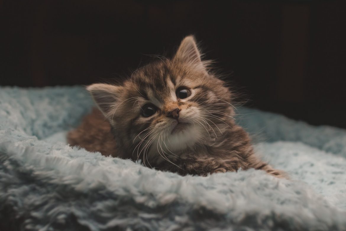 accueillir un chaton à la maison