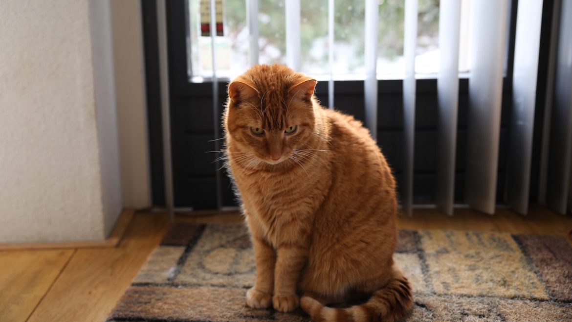 rendre un chat heureux