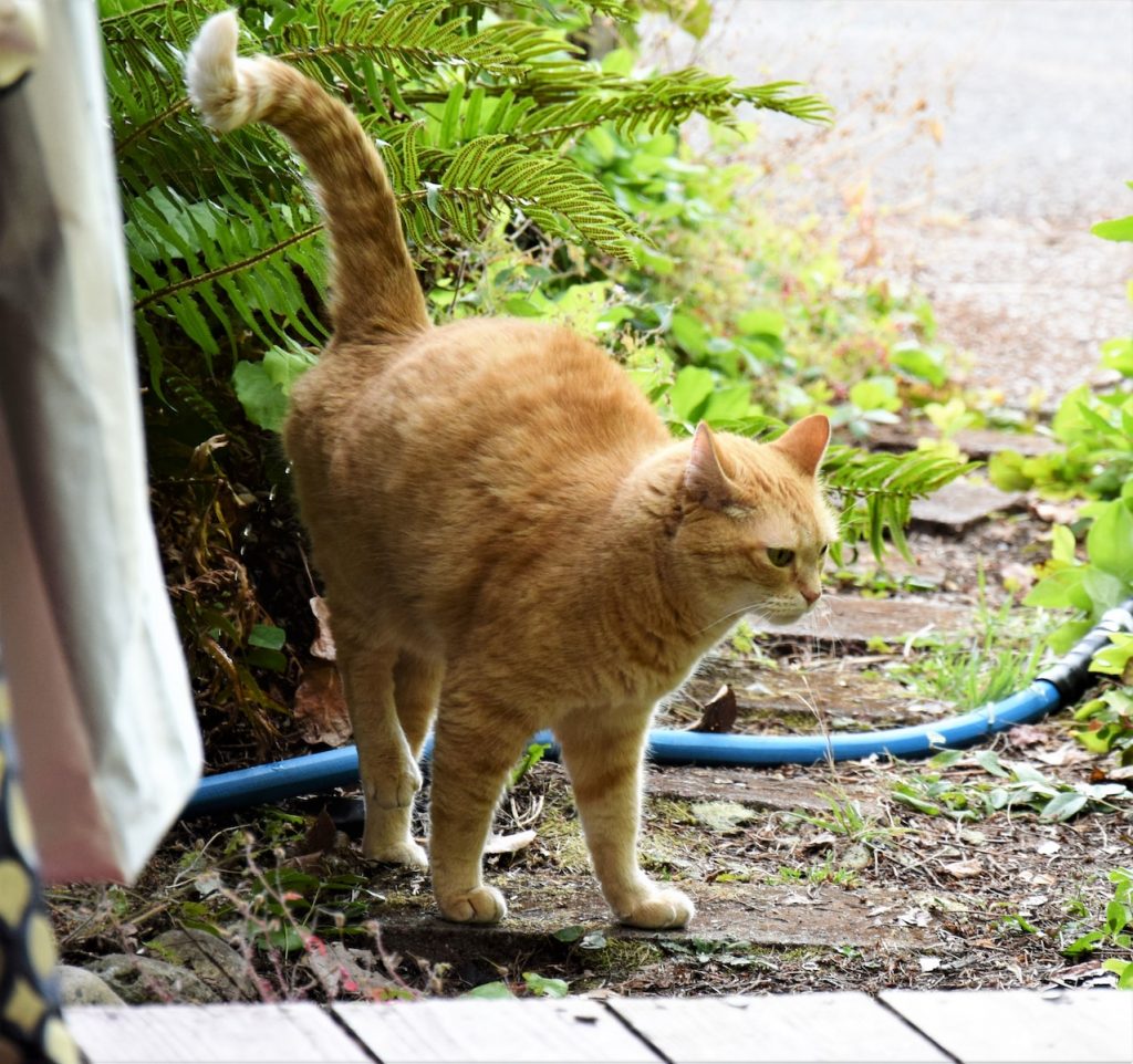 le marquage urinaire chez le chat
